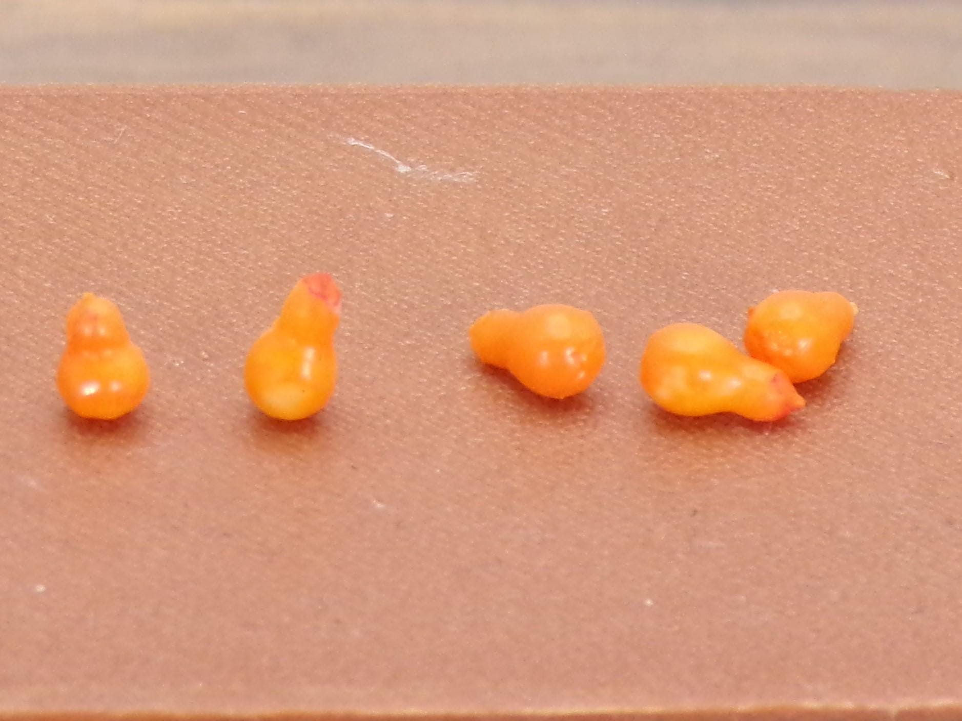1:24 Scale Squash - MstrcrftMinis - 1157