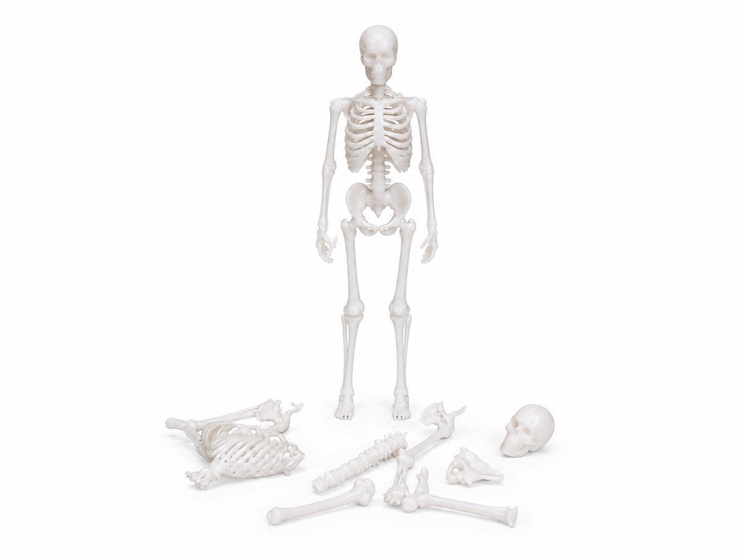 Eerie Miniature Skeleton: 1∶24 Scale Halloween Skeleton – Full Skeleton or Loose Bones - MstrcrftMinis - 1400